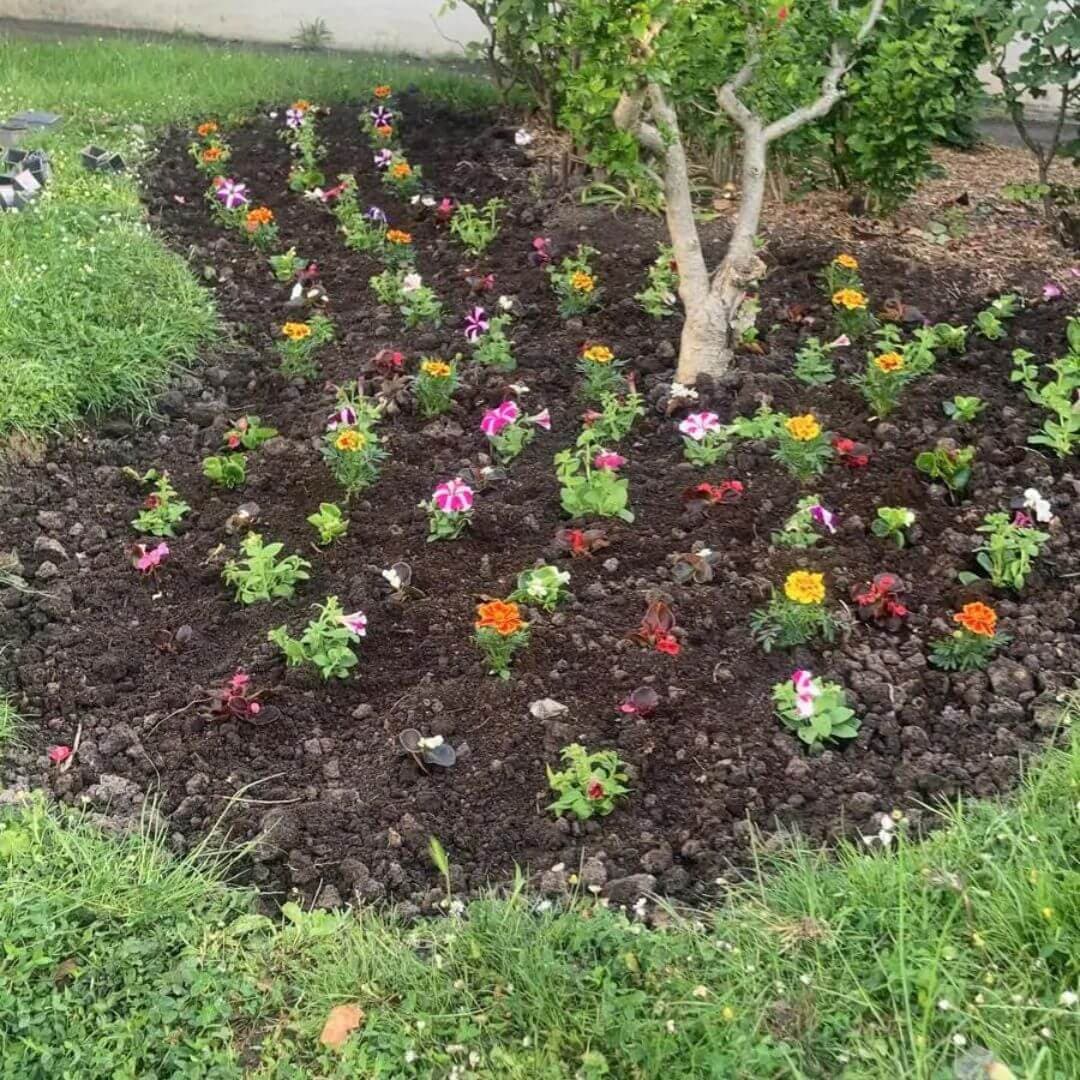 Plantation de fleurs